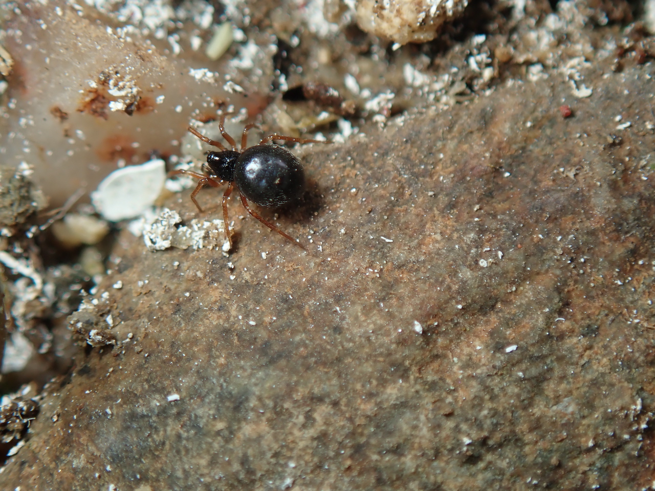 Crustulina sticta Crustulina sticta
